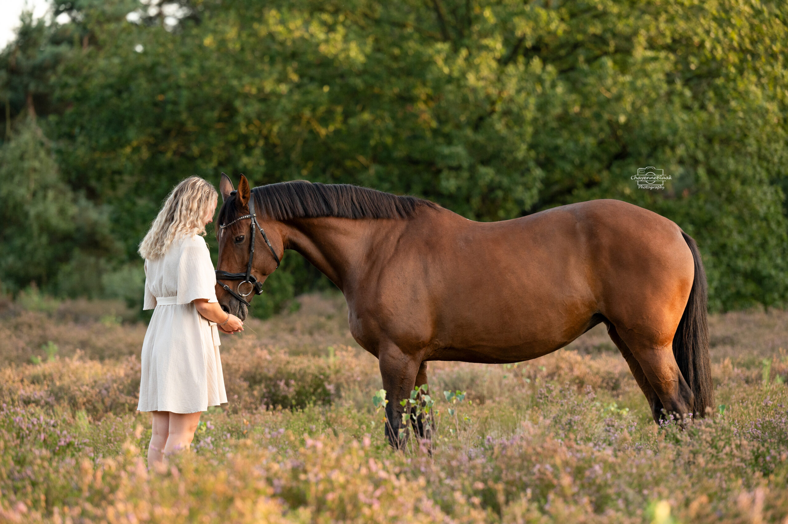 Paarden